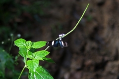 Heliconius sara