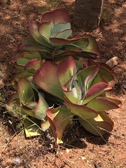 Kalanchoe luciae