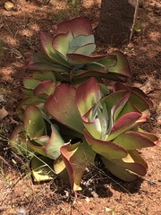 Kalanchoe luciae