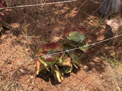 Kalanchoe luciae