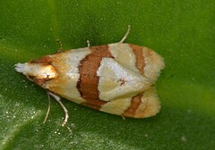 Phalonidia albipalpana