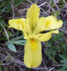Iris humilis