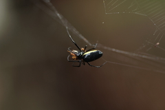 Leucauge funebris