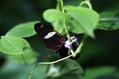 Heliconius sara