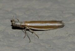 Pleurota aristella