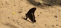 Papilio nireus lyaeus