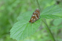 Melitaea parthenoides