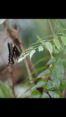 Papilio ulysses