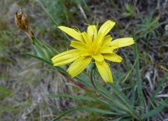 Takhtajaniantha austriaca