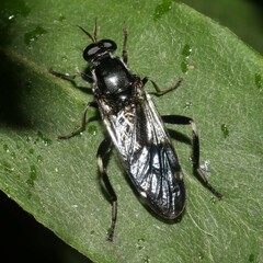 Exaireta spinigera