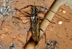 Pachydissus