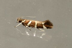 Macrobathra bigerella