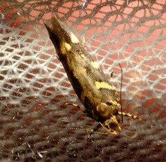 Macrobathra myriophthalma