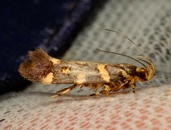 Macrobathra myriophthalma