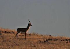 Gazella bennettii