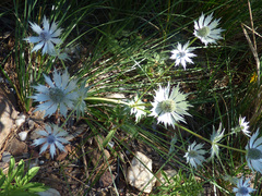 Eryngium lemmonii