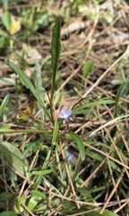 Lobelia anceps