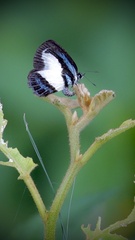 Psychonotis caelius