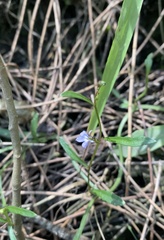 Lobelia anceps