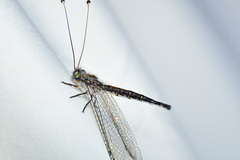 Suhpalacsa lyriformis