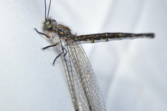 Suhpalacsa lyriformis