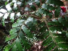 Ptisana attenuata