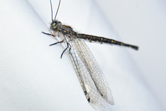 Suhpalacsa lyriformis