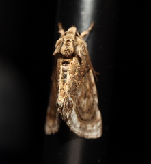 Zalissa catocalina