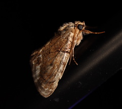 Zalissa catocalina