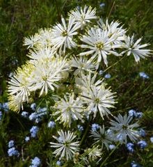 Thalictrum petaloideum