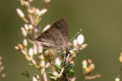 Paralucia pyrodiscus lucida