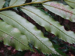 Ptisana attenuata
