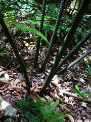 Ptisana attenuata