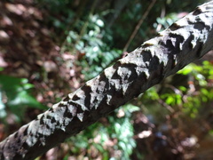 Ptisana attenuata