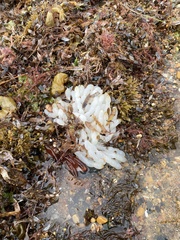 Sepioteuthis australis