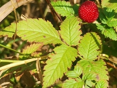 Rubus rosifolius