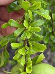 Petalostigma banksii
