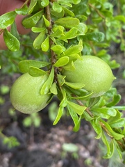 Petalostigma banksii