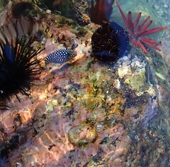 Canthigaster jactator