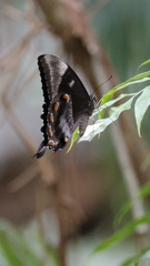 Papilio ulysses
