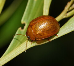 Dicranosterna semipunctata