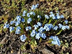 Myosotis imitata