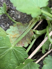 Synchytrium australe