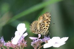 Symbrenthia hypselis