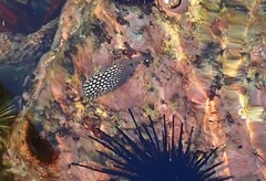 Canthigaster jactator