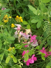 Polypogon tentacularia