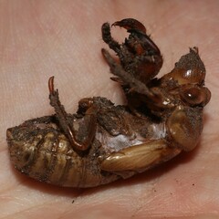 Cicadidae