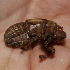 Cicadidae