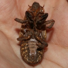 Cicadidae