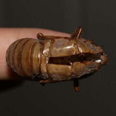 Cicadidae